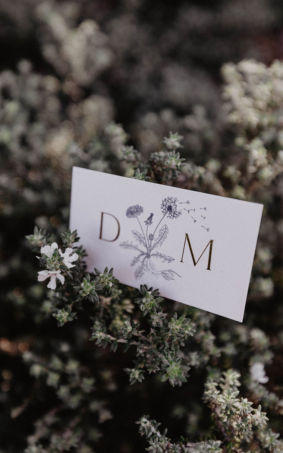 dandelion and mallow business cards